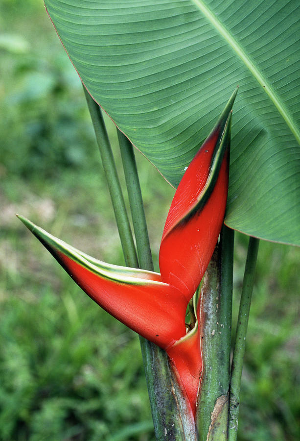 Nature Photograph - Heliconia Flower by Dr Morley Read/science Photo Library