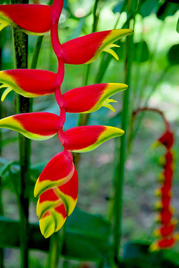 Heliconia--Flower in Chiapas Photograph by Matthew Bamberg