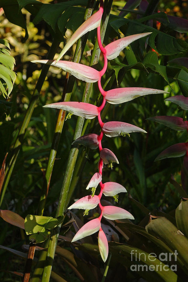 heliconia from Costa Rica 5 Photograph by Rudi Prott