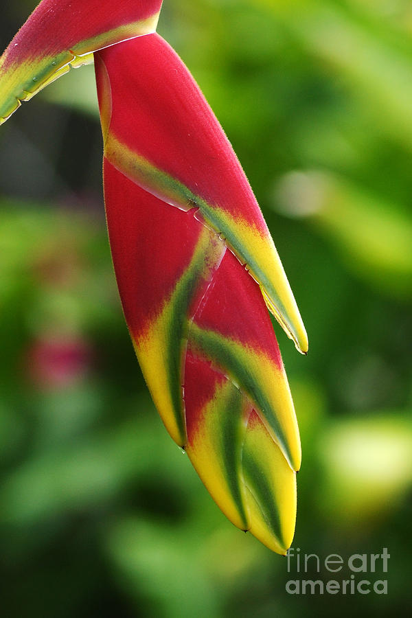 heliconia from Costa Rica 6 Photograph by Rudi Prott