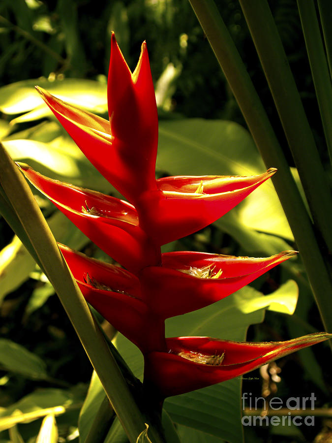 Heliconia Photograph - Heliconia II by Patricia Griffin Brett