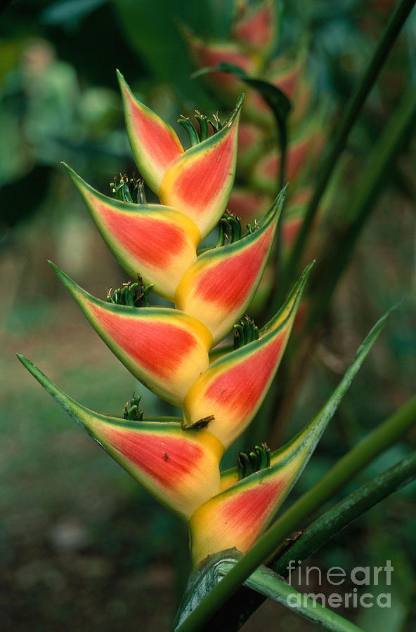 Heliconia Inflorescence Photograph by Gregory G. Dimijian, M.D.