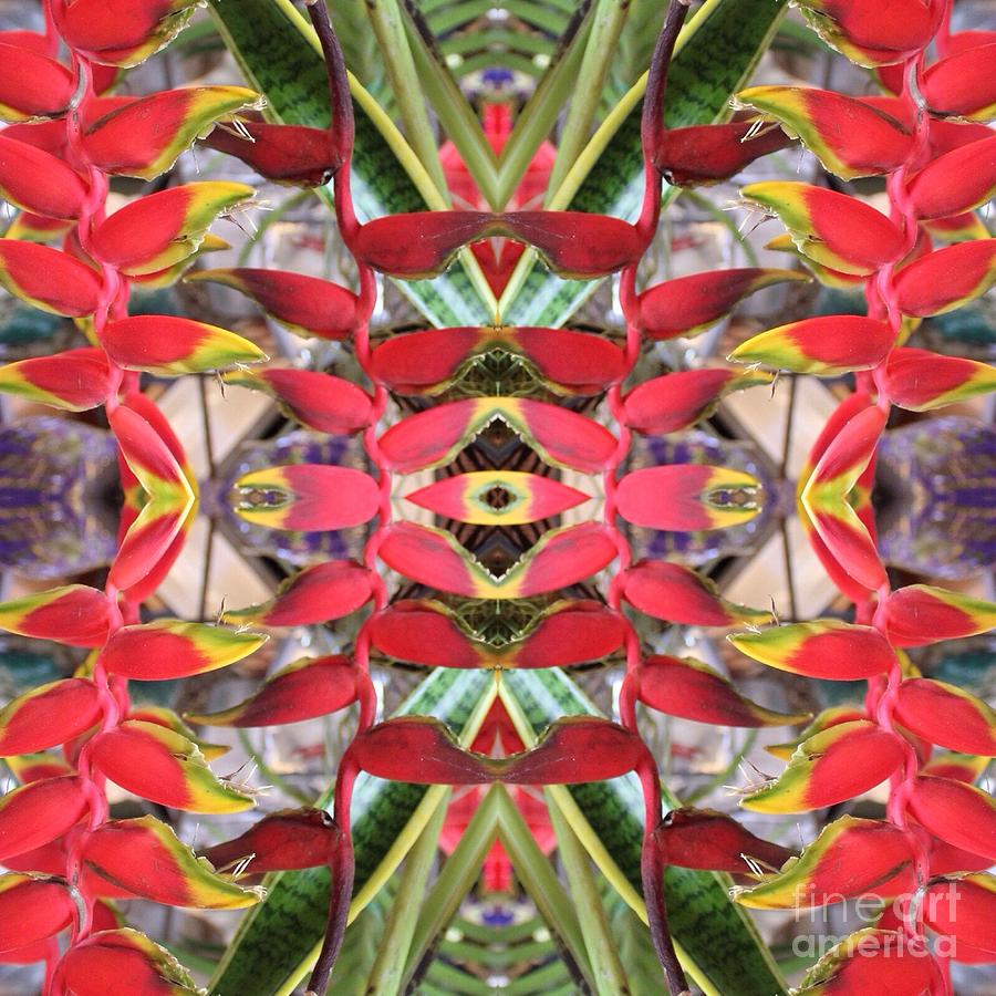 Heliconia Kaleidoscope Photograph by Alice Terrill