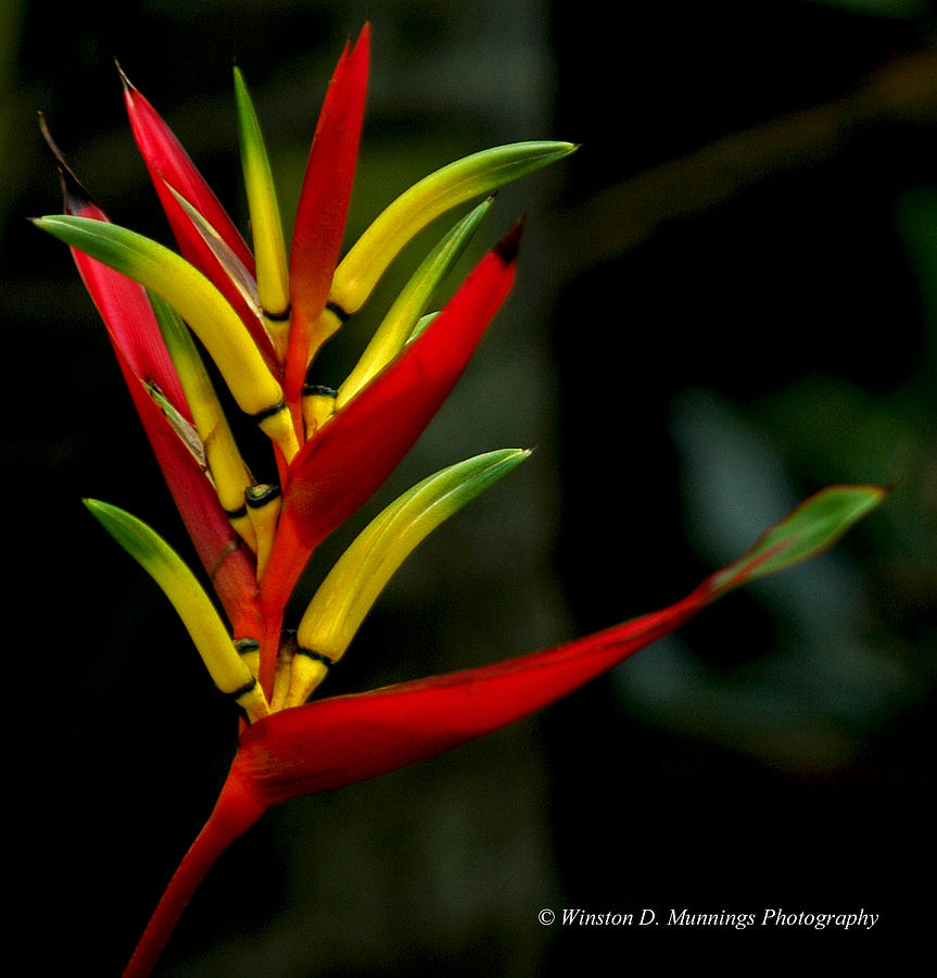 Heliconia Matthias  Photograph by Winston D Munnings