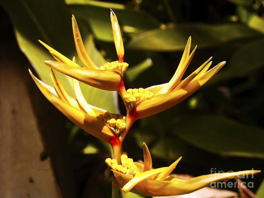 Heliconia Photograph - Heliconia by Patricia Griffin Brett