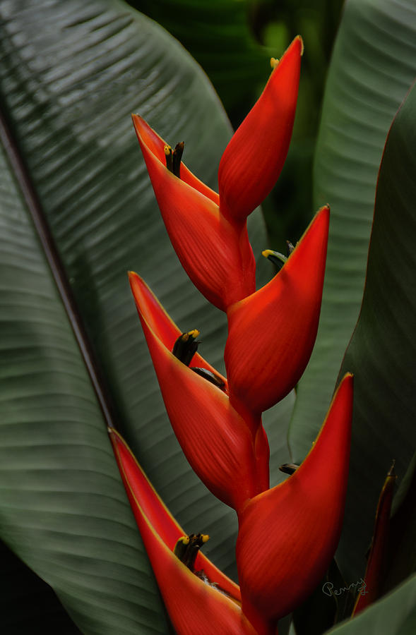 Heliconia Photograph by Penny Lisowski