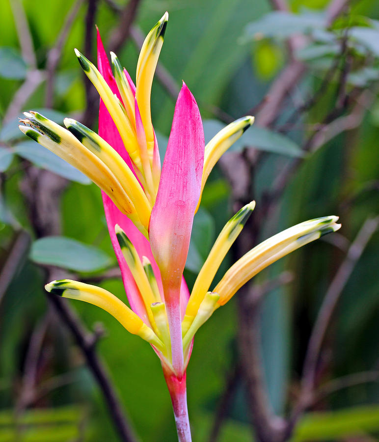 Flower Photograph - Heliconia Psittacorum by Paul Fell