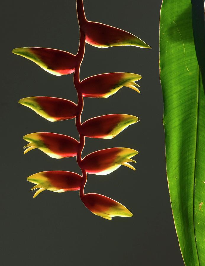 Heliconia Rostrata Flowers Photograph By K Jayaram/science Photo ...