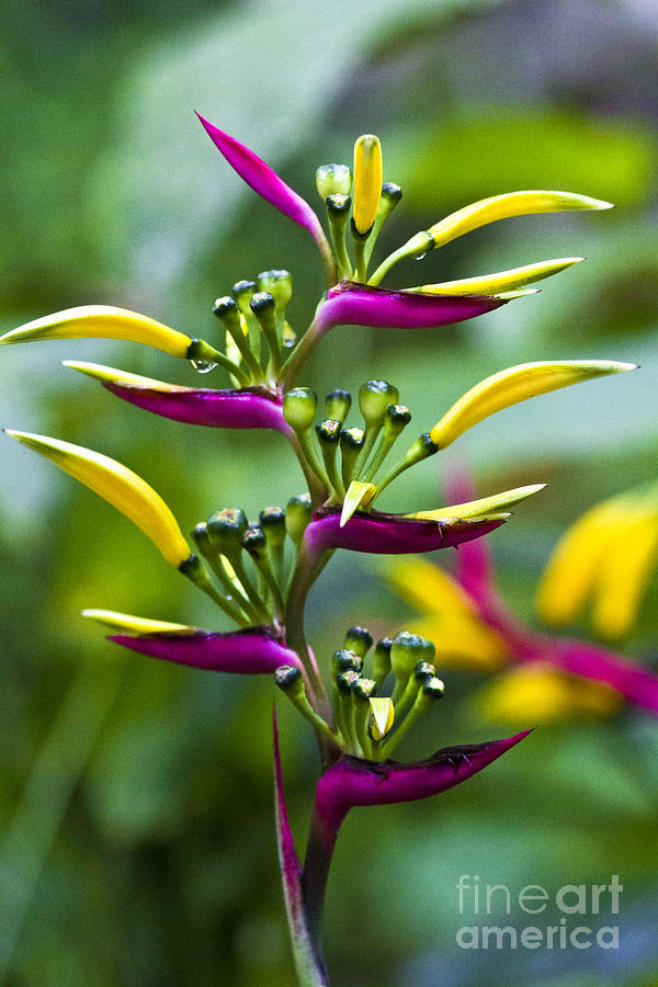 Heliconia subulata II Photograph by Heiko Koehrer-Wagner