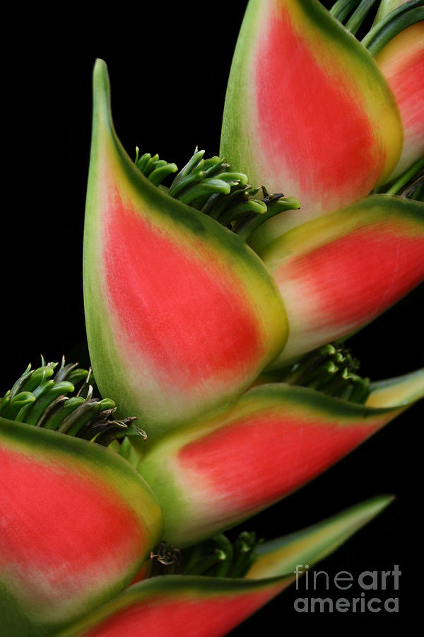 Nature Photograph - Heliconia wagneriana - Giant Lobster Claw Heliconiaceae - Maui Hawaii by Sharon Mau