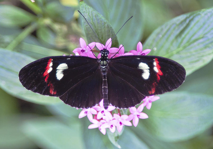 Heliconiine butterfy Photograph by Maj Seda