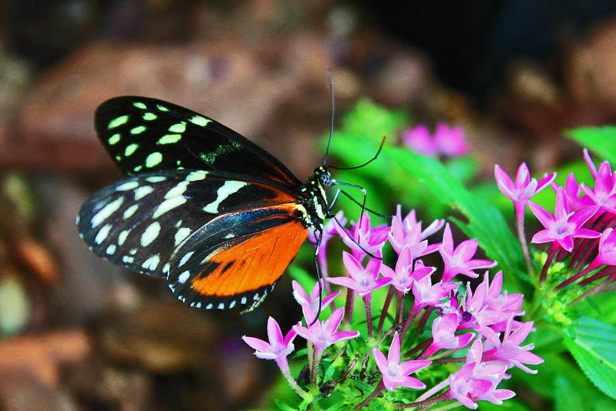 Butterfly Photograph - Heliconius Butterfly by Iryna Goodall