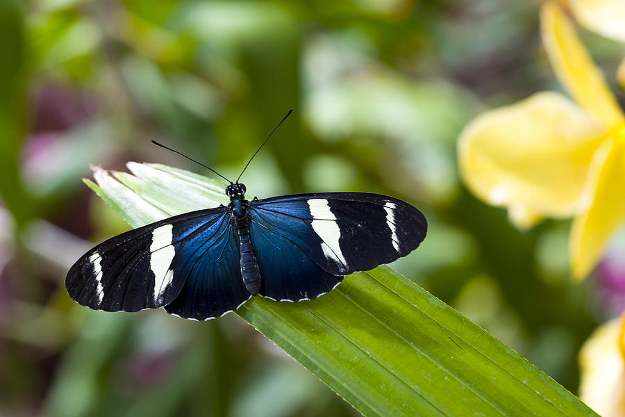 Heliconius Butterfly Photograph by Jack R Perry