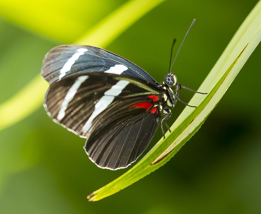 Heliconius Sara Butterfly Photograph by Sean Allen