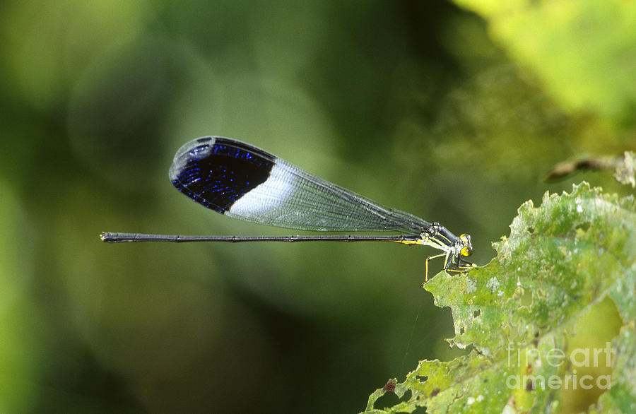 Animal Photograph - Helicopter Damselfly Resting On Plant by Gregory G. Dimijian, M.D.