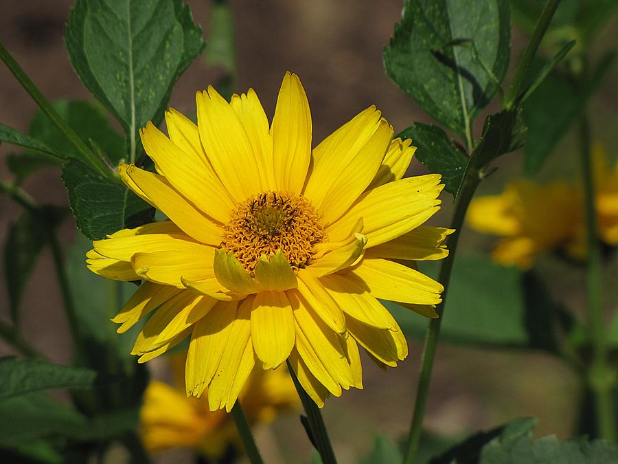 Heliopsis Daisy Photograph by MTBobbins Photography