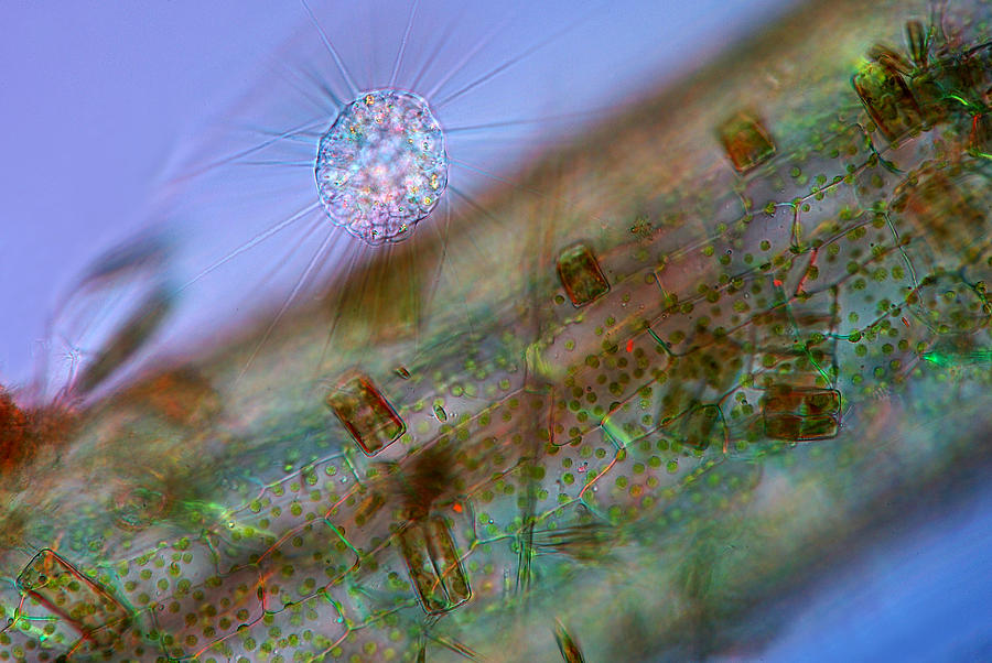 Heliozoan And Diatoms, Lm Photograph by Marek Mis