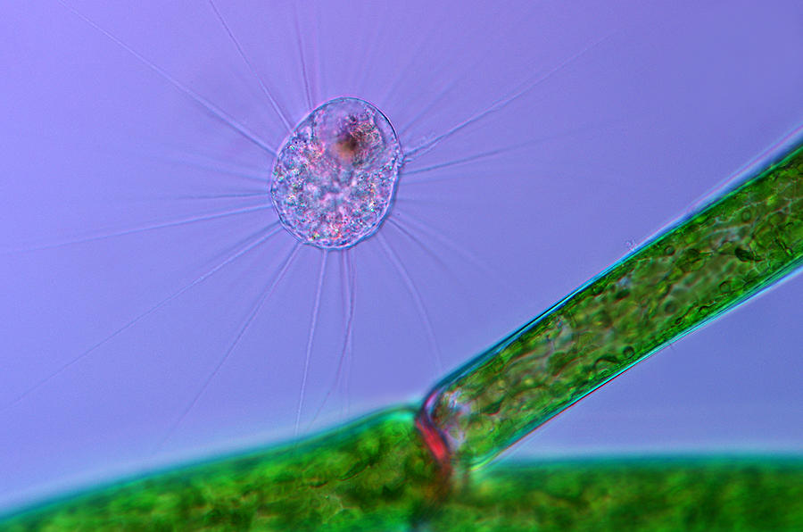 Heliozoan Near Cladophora, Lm Photograph by Marek Mis