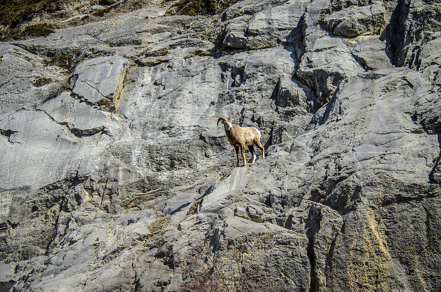 Big Horn Sheep Coming Down The Mountain  Photograph by Roxy Hurtubise