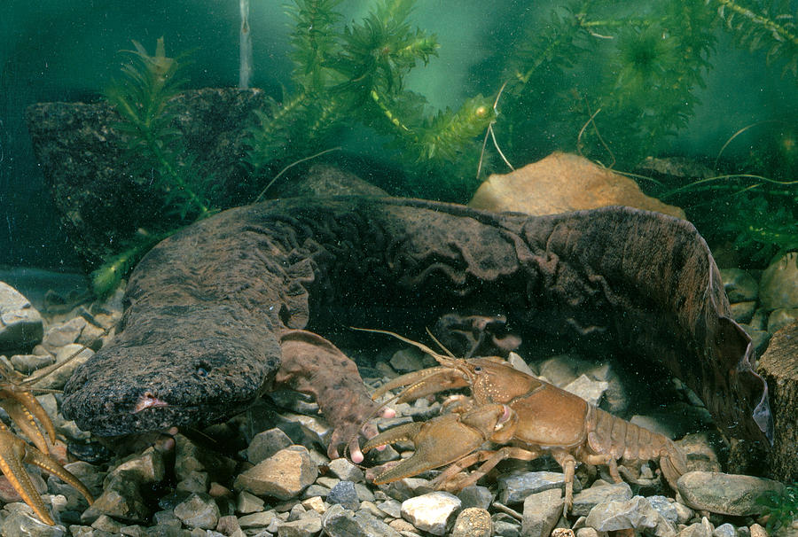 Hellbender And Crayfish Photograph by Paul Zahl