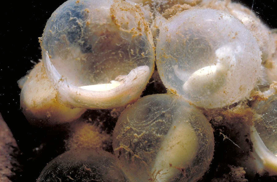 Hellbender Eggs Photograph by Robert Noonan - Fine Art America