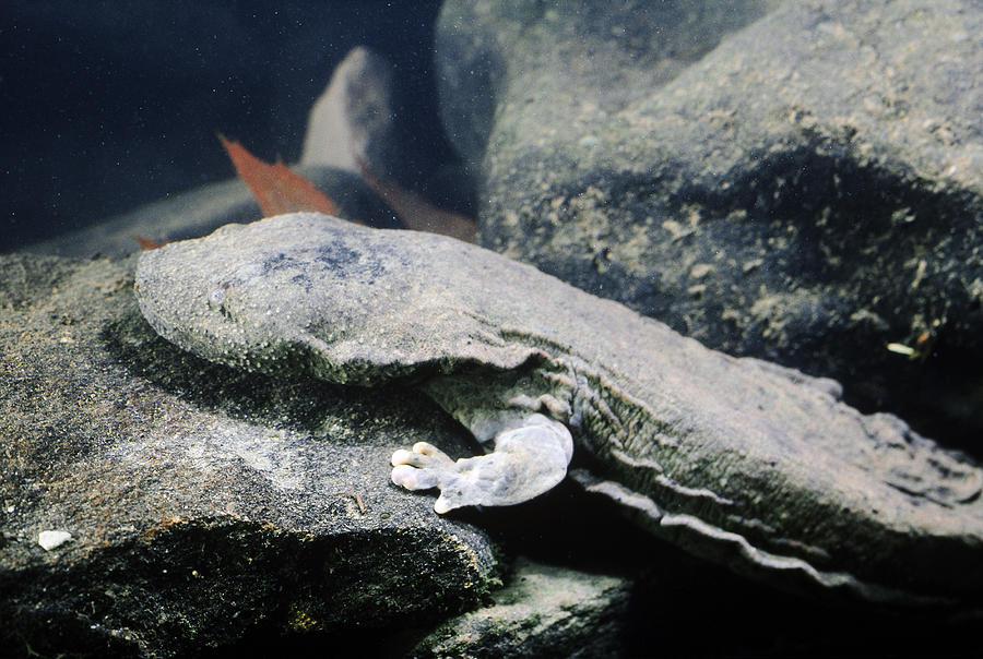 Hellbender Salamander Photograph by Robert Noonan