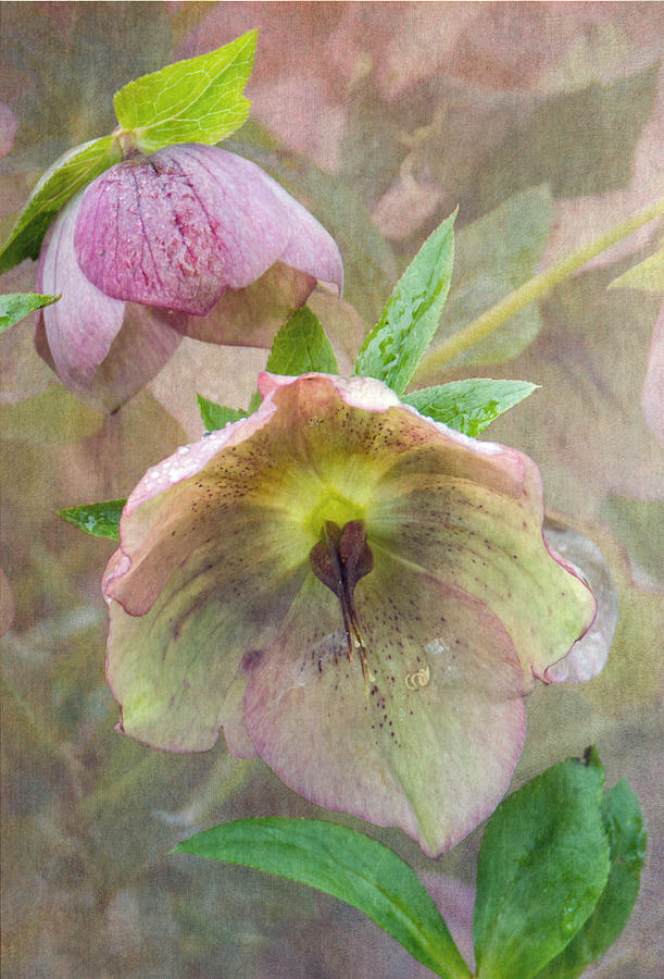 Hellebore Flower Photograph by Angie Vogel