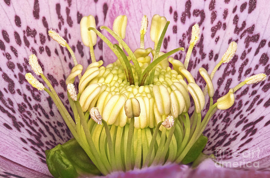 Hellebore Flower Photograph by M. I. Walker