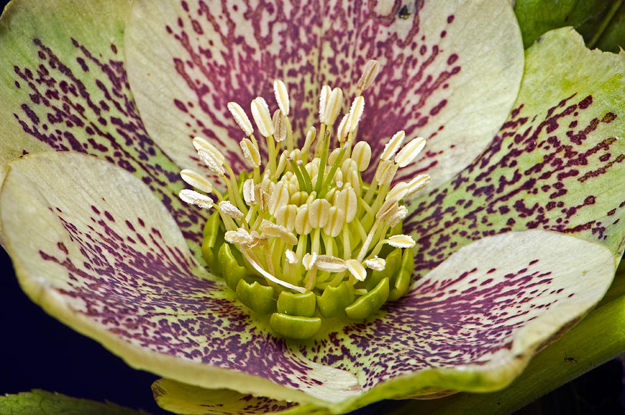 Hellebore Flower Photograph by Nigel Cattlin