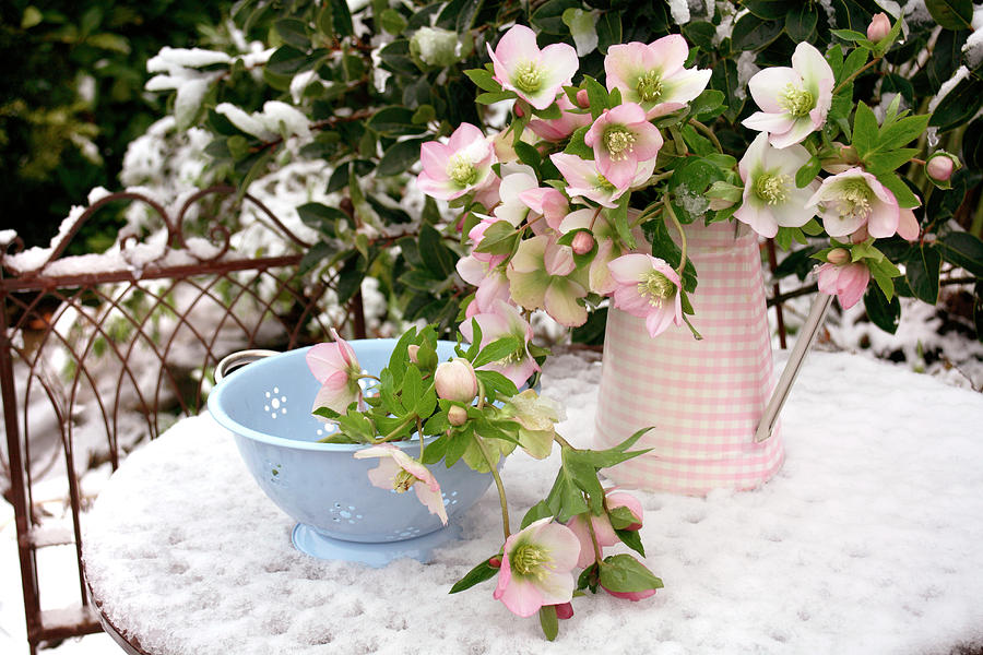 Hellebore Flowers In Snow Photograph by Erika Craddock/science Photo Library