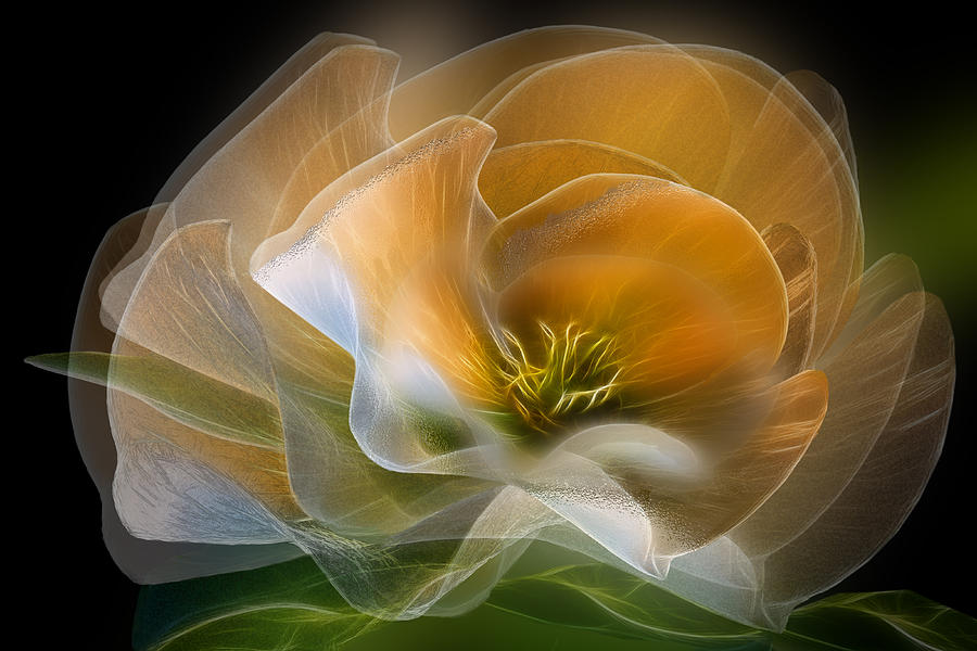 Hellebore Harmony Digital Art by Ellie Schartner - Fine Art America