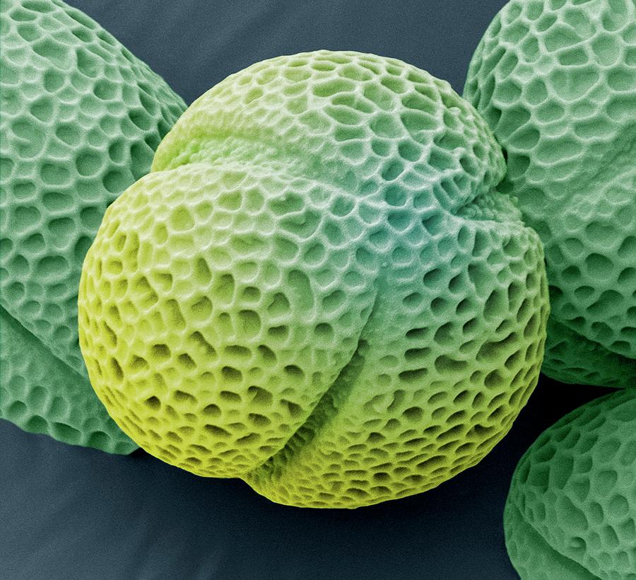 Hellebore Pollen Photograph by Steve Gschmeissner/science Photo Library