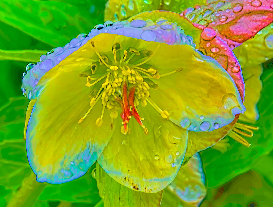 Abstract Photograph - Hellebore si  by Leif Sohlman by Leif Sohlman
