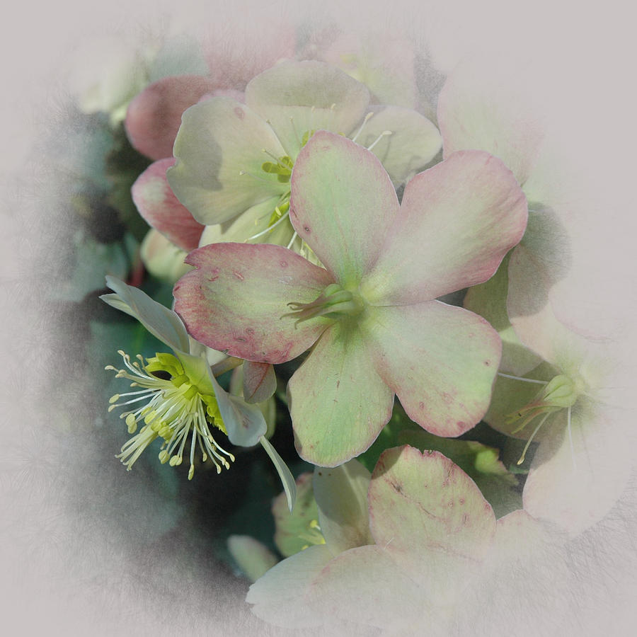 Hellebores1 Photograph by Jeff Burgess