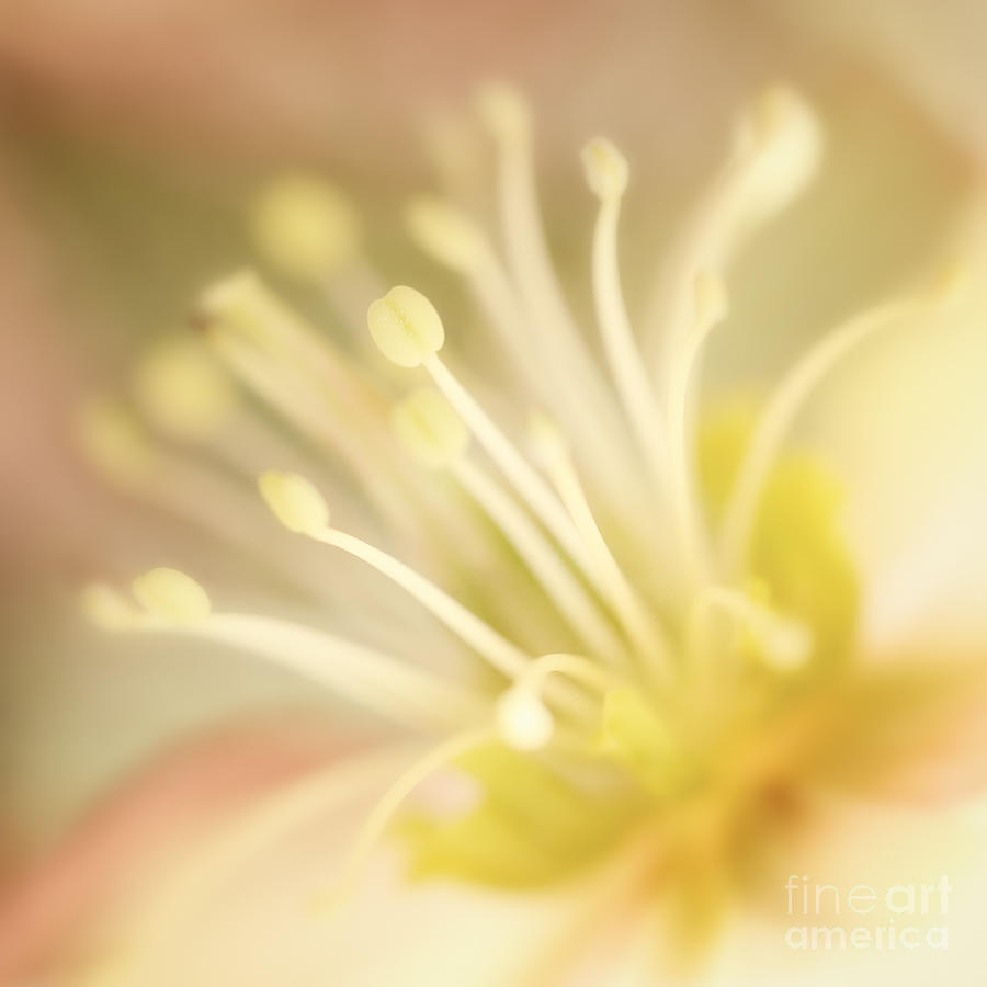 Helleborus close-up Photograph by LHJB Photography - Fine Art America