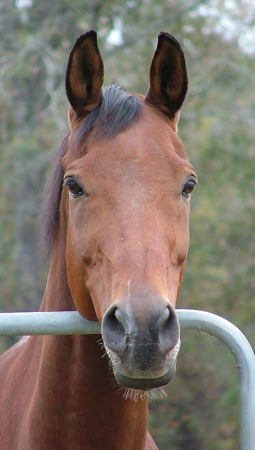 Horse Photograph - Bay horse by Phil And Karen Rispin