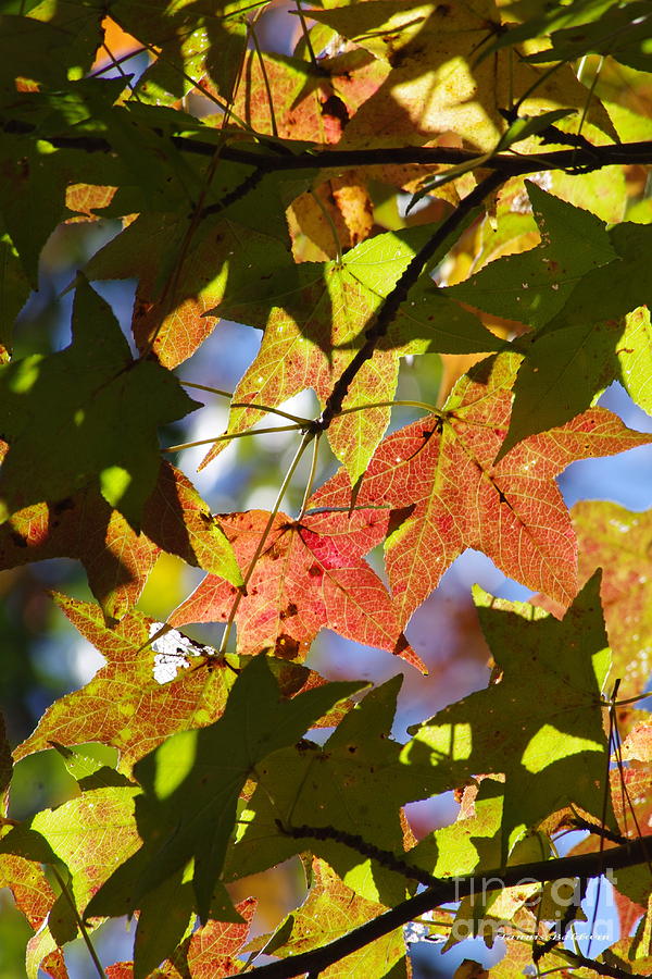 Hello Autumn Photograph by Tannis  Baldwin