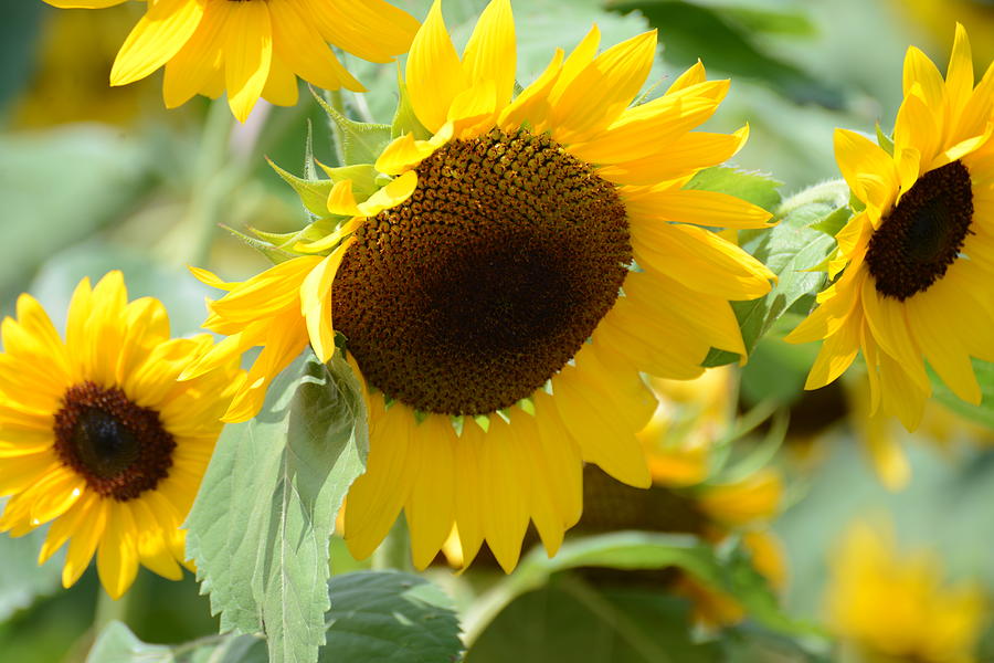 Sunflower Photograph - Hello Beautiful by Linda Mishler