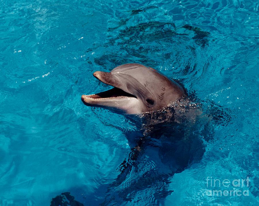 Hello Dolphin Photograph by D Hackett