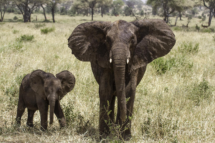 Hello Elephants Photograph by Chris Scroggins