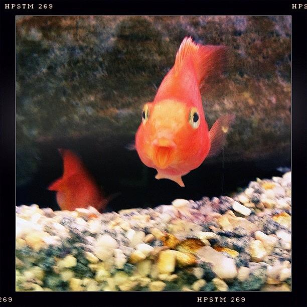 Hipstamatic Photograph - Hello, Funny Face!🐟 #hipstamatic by Molly Slater Jones