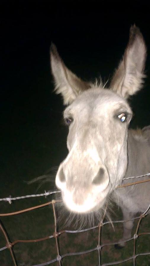 Donkey Photograph - Hello Harry by Jane Vetjens