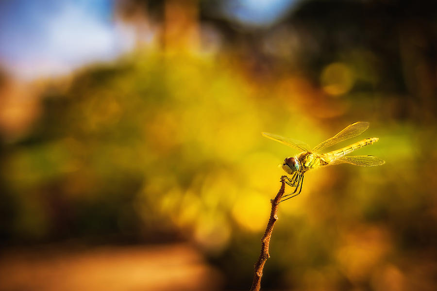 Hello Photograph by Kathy Chadwick | Fine Art America