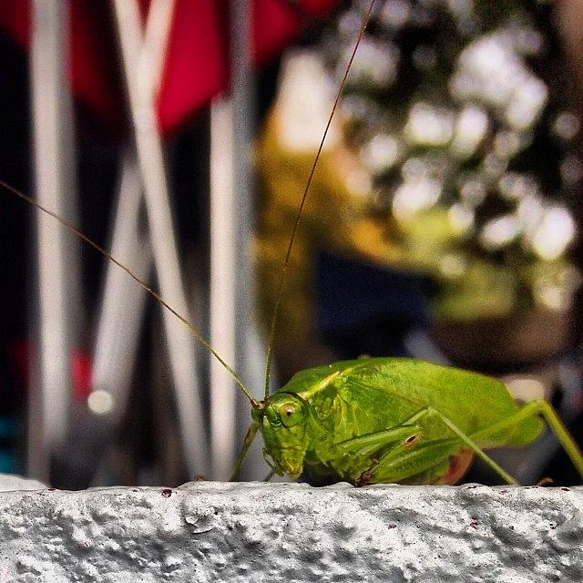 Insects Photograph - Hello Lil Fella #keekthegeek #katydid by Ke-Ke Sayers