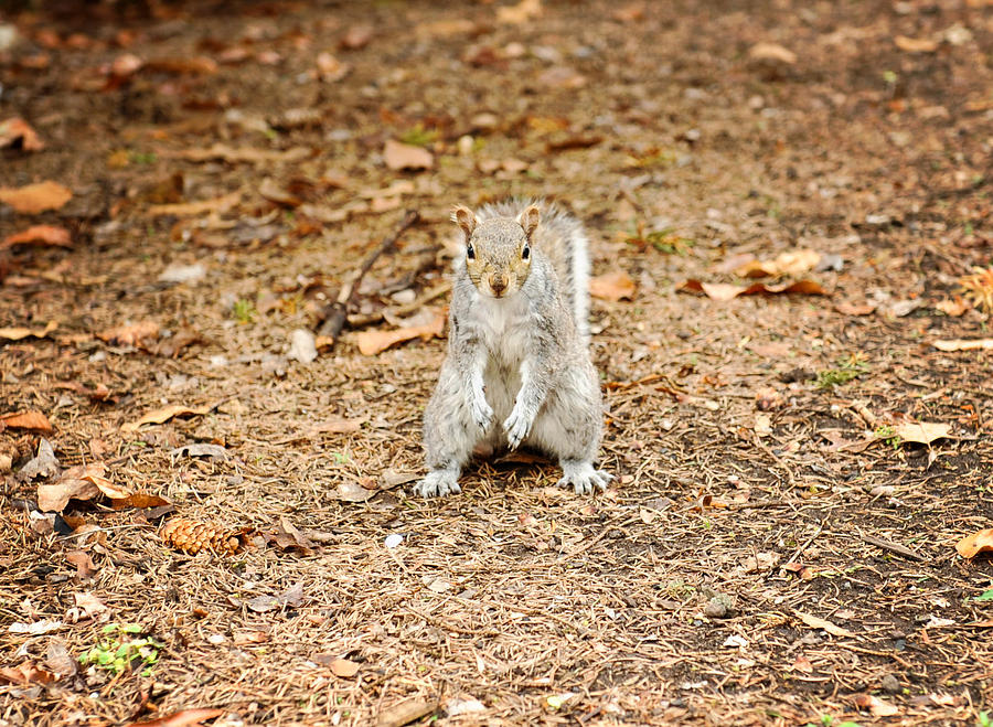 Hello little squirrel Photograph by Kelley Nelson