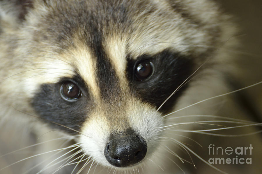 Hello Mama Raccoon Photograph by Nancy Anderson