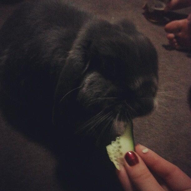 Hello Mr. Bunny (aka Rupert) Eating Photograph by Rachel Dear