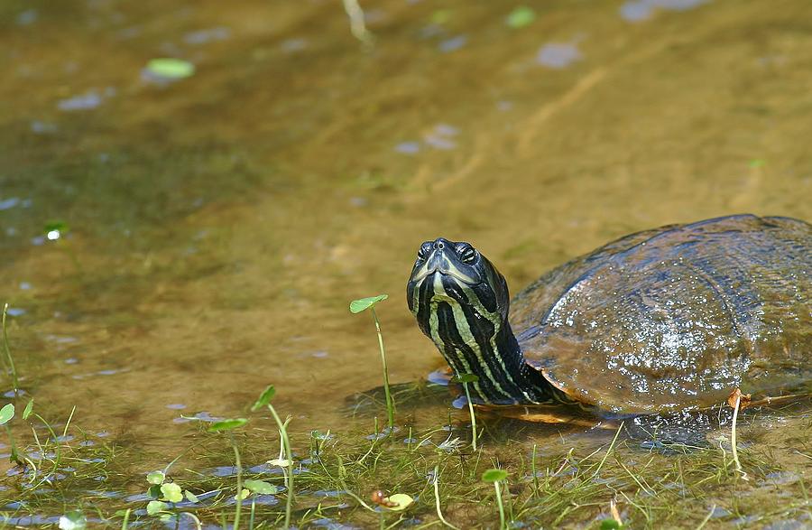 Hello Mr. Turtle Photograph by Oksana Miller - Fine Art America