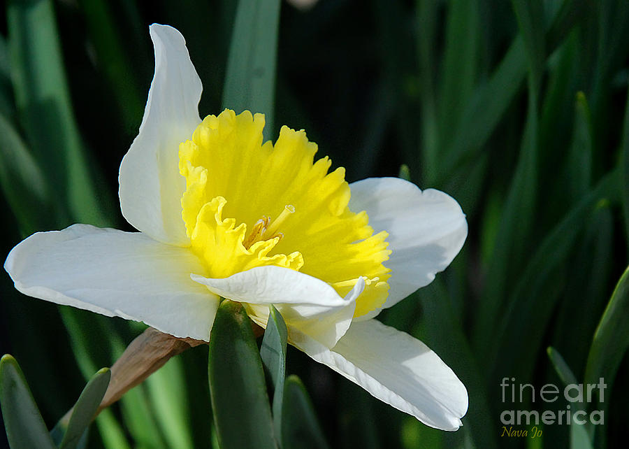 Flower Photograph - Hello Spring by Nava Thompson