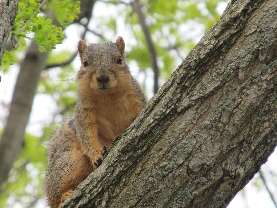 Squirrel Photograph - Hello Squirrel by Tina M Wenger